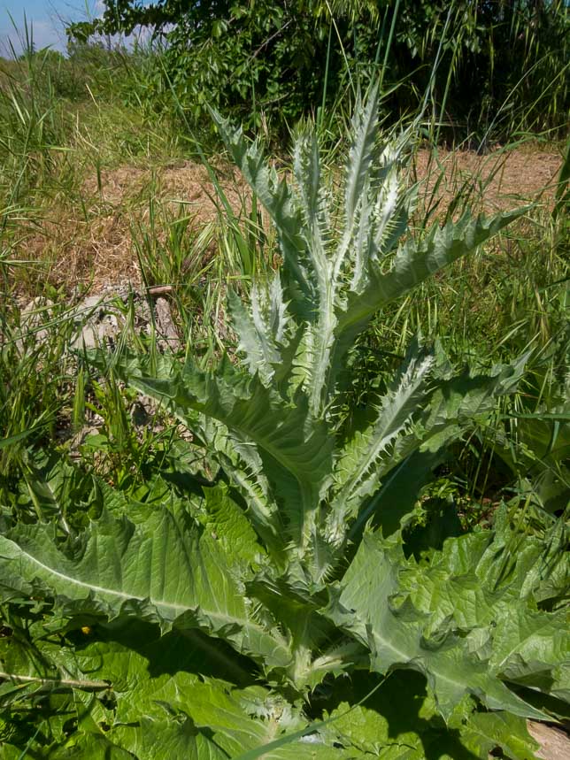 Onopordum acanthium /Onopordo tomentoso